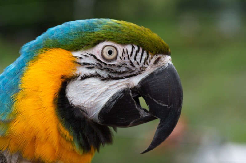 blue macaw