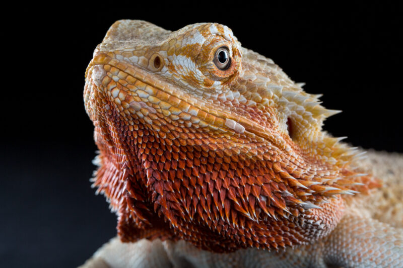 lizard head closeup